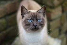 Beautiful Siamese cat with the blue eyes