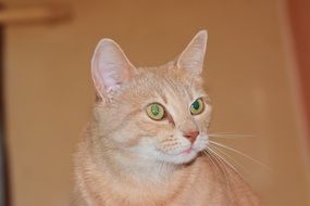 portrait of beautiful red Cat
