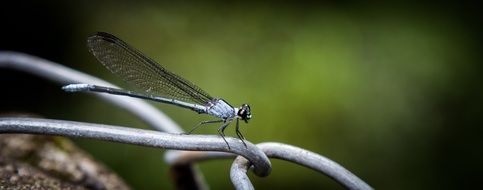 macro photo of the Damselfly Insect