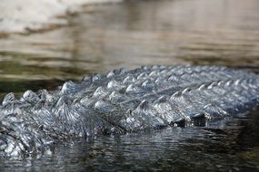 crocodile's back peeping out of the water