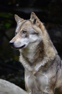 portrait of a wild animal