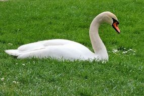 Mute white Swan on green Meadow