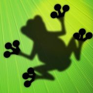 Frog Plant Leaf