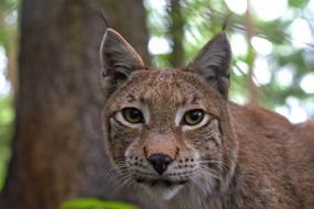 dangerous wild lynx in the forest