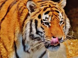 wild tiger in the Munich zoo