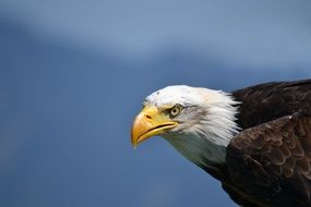 Bald Eagle on a background of blue sky in America