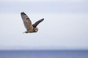 beautiful owl with big wings in flight