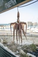 octopus as an advertisement for a tavern
