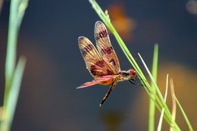 macro photo of insect in nature on a grass