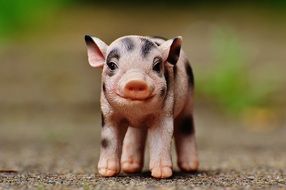 Pink toy pig with black spots on the road