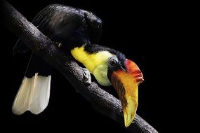 colorful wrinkled hornbill