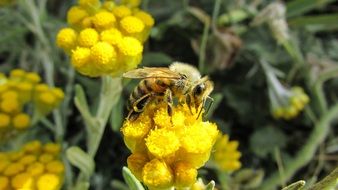 perfect beautiful Bee Insect