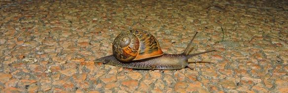 snail on a stone surface