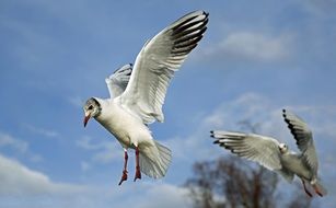 white birds in a flight