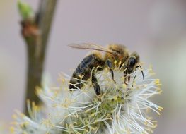 furry wasp on a flower close-up on blurred background