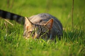 hunting tiger cat