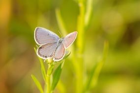 white butterfly on green leaves of a plant