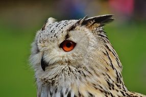 bird owl on a background of green grass