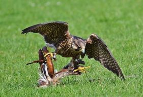 falcon in the wildpark poing