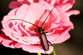 red Musk Beetle on pink flower