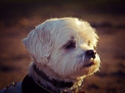 portrait of cute splendid Dog