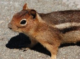 tiny and cute squirrel