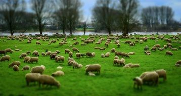 Sheep herd grazing on riverside