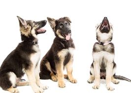 three puppies shepherd