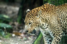 wild leopard in the zoo