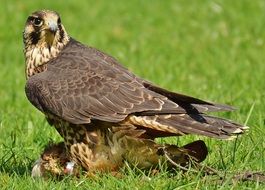 Falcon sits on the grass