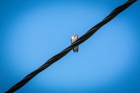 Schwalbe Power Line Sky Bird