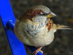 closeup of a sparrow