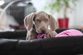 puppy of weimaraner