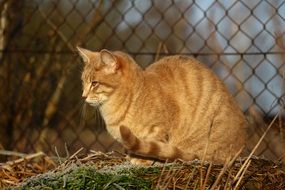 red cat on the background of a wire fence