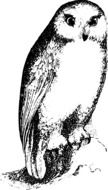 Black and white drawing of an owl