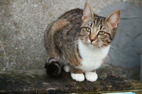 young mackerel cat