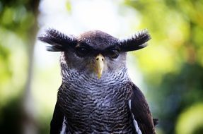 bird close up