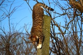 cat gets off post
