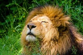 Lion in Africa