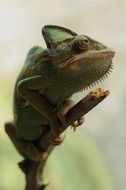 Yemen chameleon on branch close-up