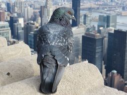 City pigeon skyscrapers city view
