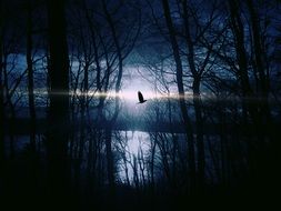 flying bird on the background of the moonlight at night