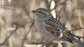 portrait of sparrow on a branch in spring