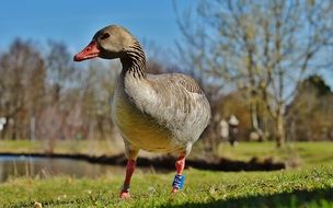 Goose on the green grass near the lake