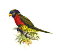 drawing of a colorful parrot