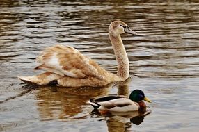 swan and goose are located on the water