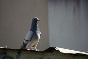 pigeon bird on a roof