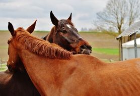 horse stand side by side in harmony with one another