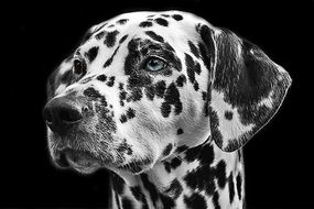 Photo of Dalmatian head
