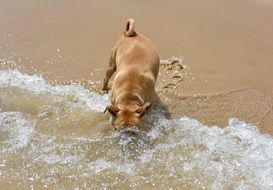 brown dog playing with water on the sand beach